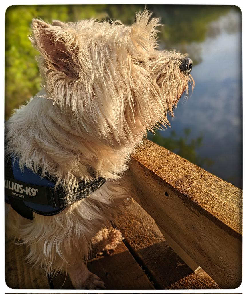 #Spring walks
Moorhen parent in the water hyacinths 
Water hyacinths and irises are growing 
Slight breeze, the sun shone 🌸
The song thrush was singing 
Blackbirds chucking cut grass around 
Things that make me happy 💛
#Gentleness 💙
#Ready4Freddie 💚🐶
#KeepGoing x⛅