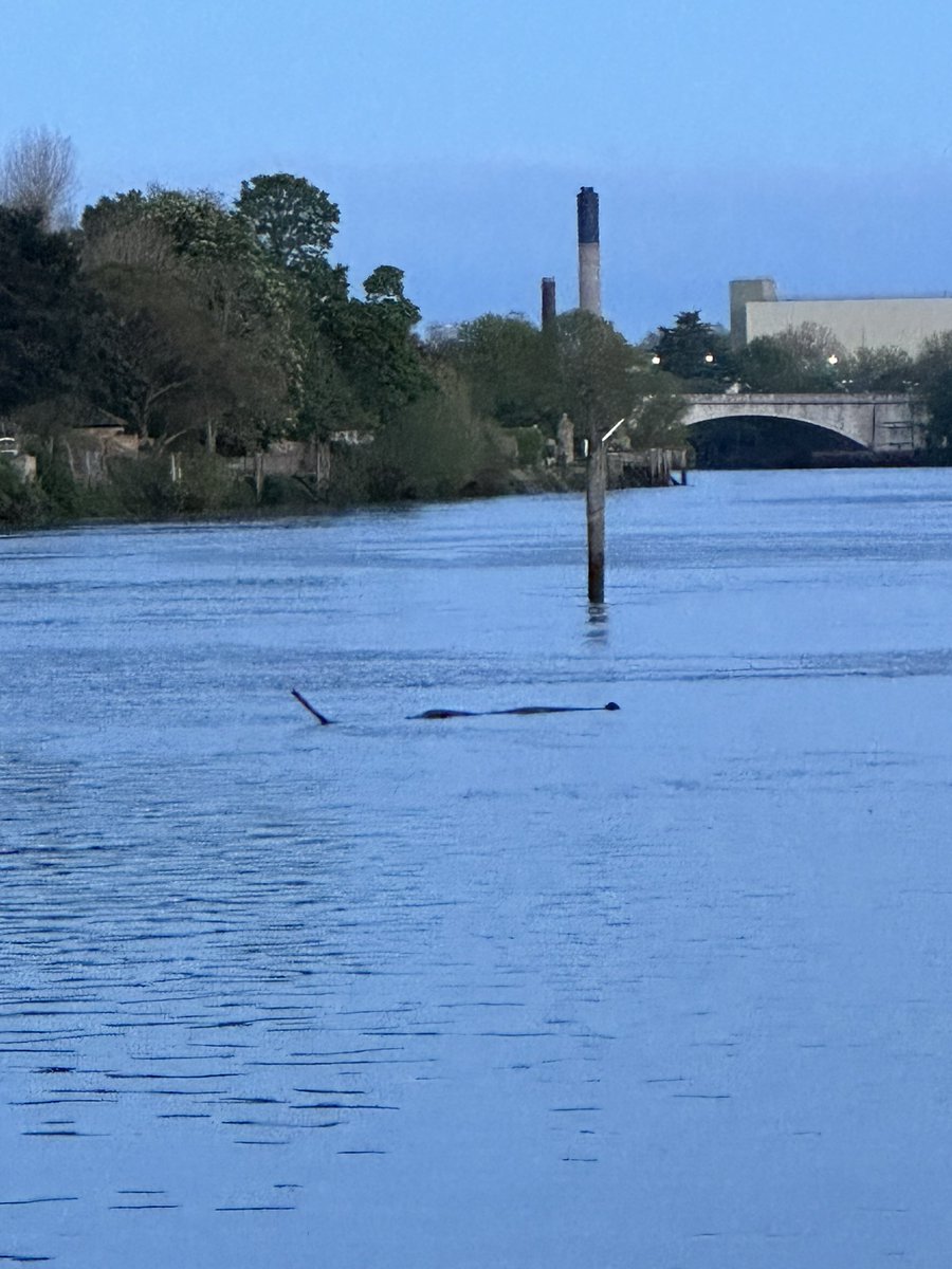 Loch Ness monster comes to @StrandW4 spotted last night as tide went out