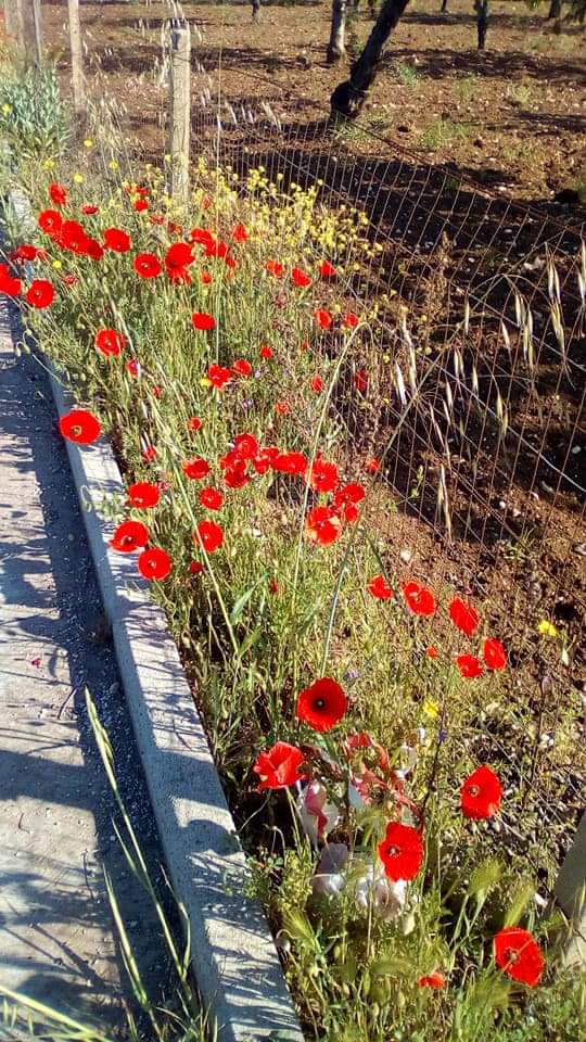 Colori di fiori di campo annaffiati dalla brezza mattutina del #1maggio #ParoleDiMaggio su #VentagliDiParole 📷__Mie__