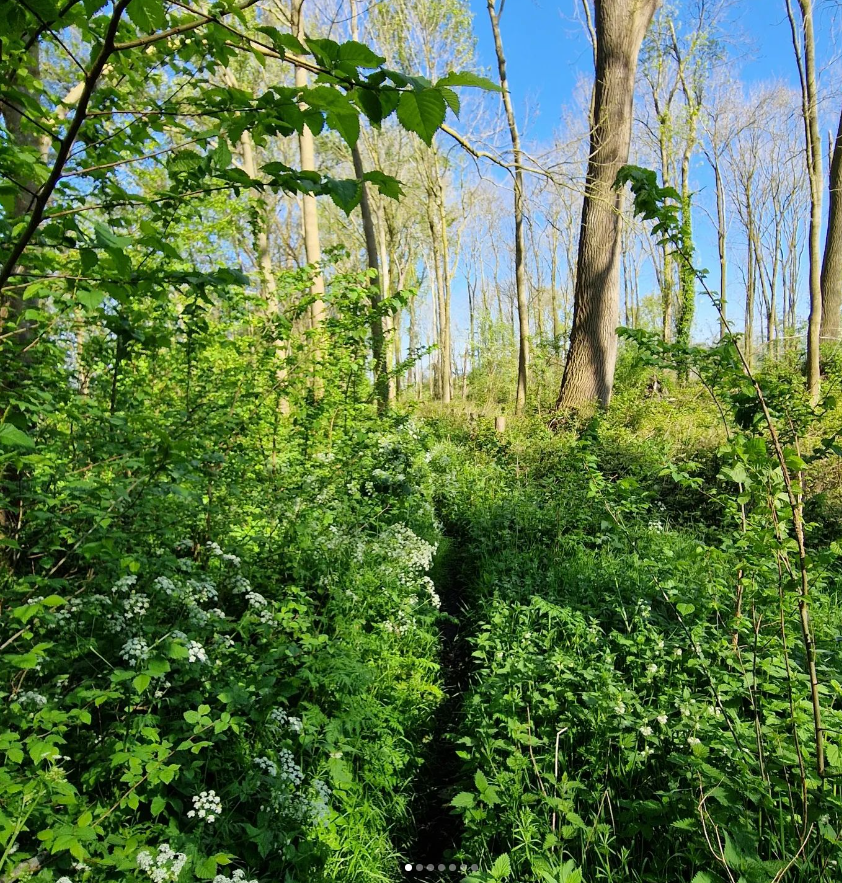 weerverteller's tweet photo. En zo komt de #Hierdensebeek, na een pad van ongeveer 25 kilometer door de natuur van de #Veluwe, even buiten #Hierden bij het #Veluwemeer aan. Al het beekwater stroomt daar het meer in. #lente #nat #beken https://t.co/gXLzeX4Gqt