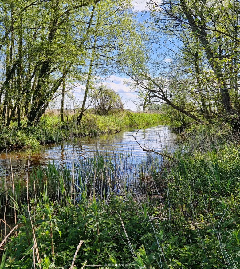 weerverteller's tweet photo. En zo komt de #Hierdensebeek, na een pad van ongeveer 25 kilometer door de natuur van de #Veluwe, even buiten #Hierden bij het #Veluwemeer aan. Al het beekwater stroomt daar het meer in. #lente #nat #beken https://t.co/gXLzeX4Gqt