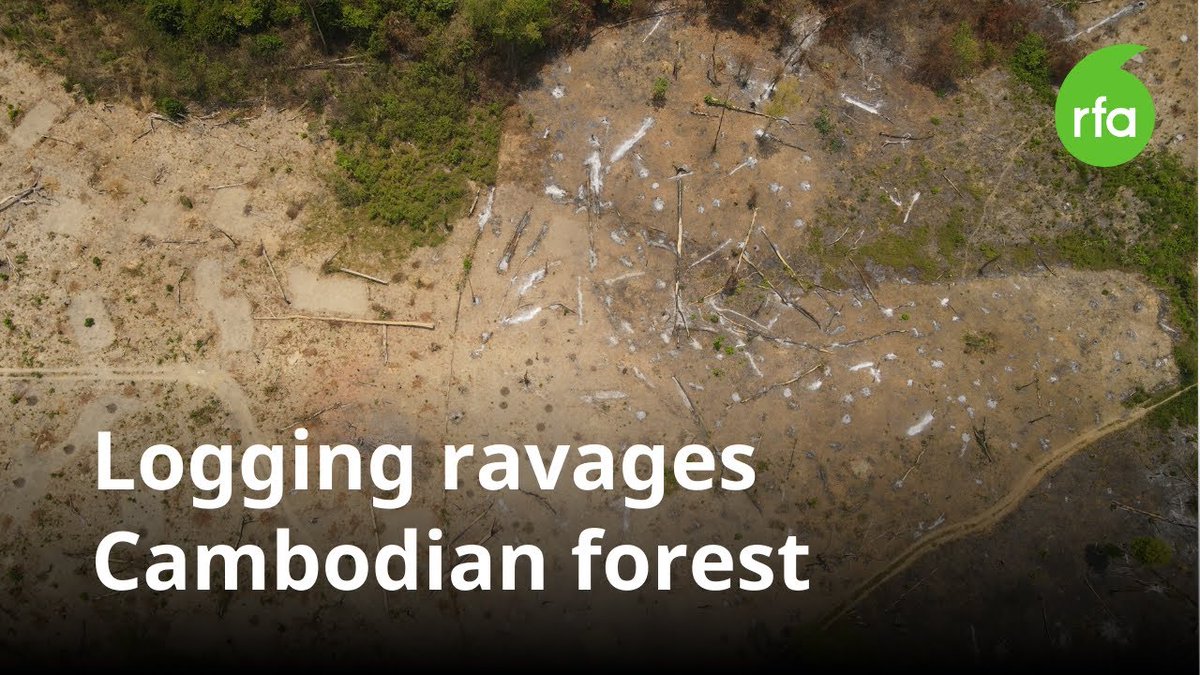 RadioFreeAsiaKH's tweet photo. Drone footage shows Cambodian forest sanctuary ravaged by logging
👉 https://t.co/fmBUizznMp
---
#RFAKhmer #Cambodia #HunManet #HunSen #EangSophalleth #DefenderKH #PreahVihear #Preylang #Environment #Logging #Deforestation https://t.co/JjPohgqytZ