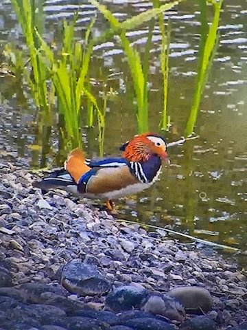 We have a Mandarin duck on the pond