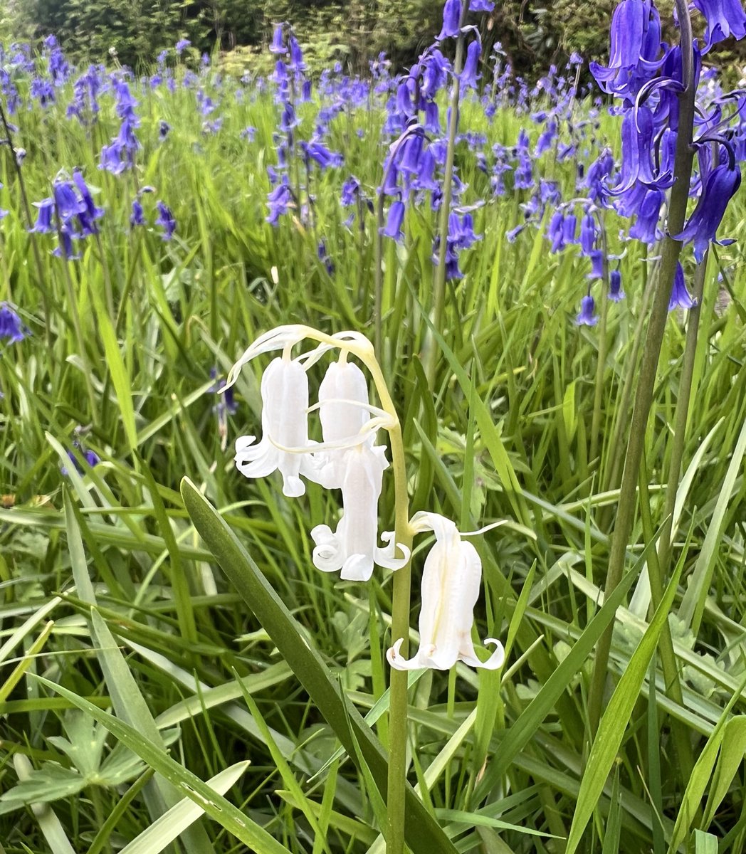 Happy #May1st with blue and white bluebells flowering @bordehillgarden

#MayDay #may24 #woodland #bluebells #visitsussex