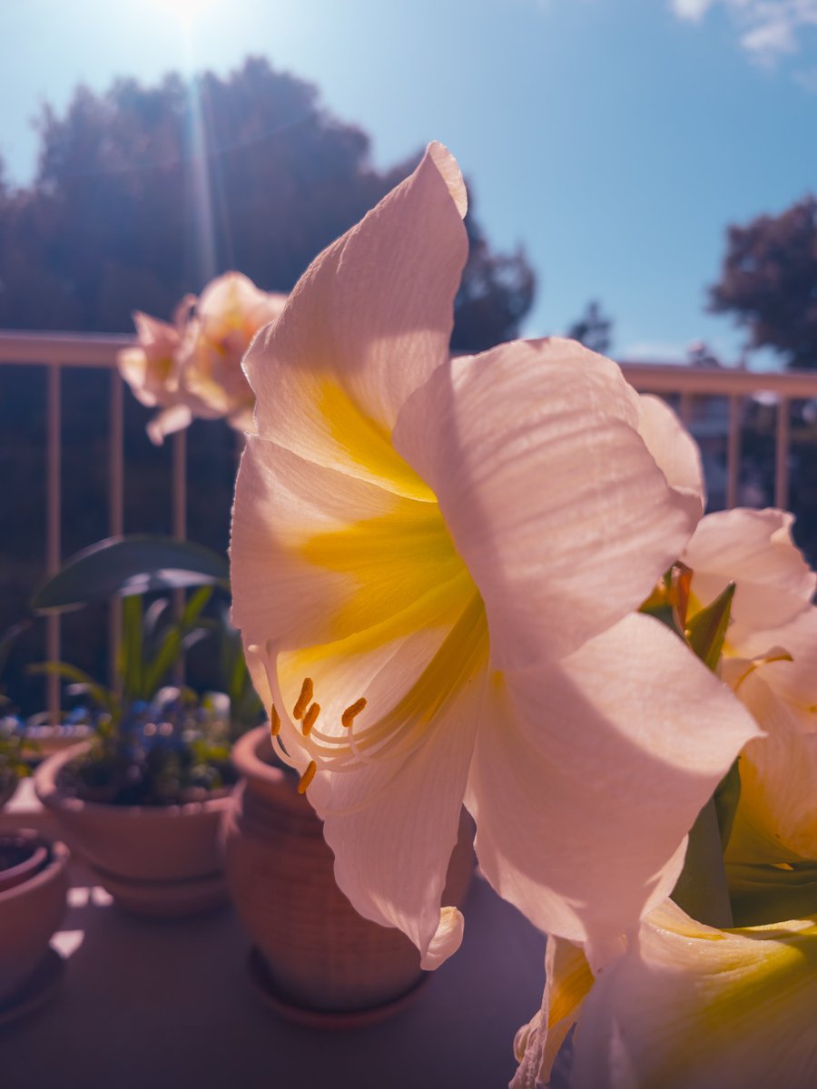 With petals unfurling, a gentle delight,
The amaryllis stands tall, bathed in sunlight

#ShotOnSnapdragon
#S23Ultra