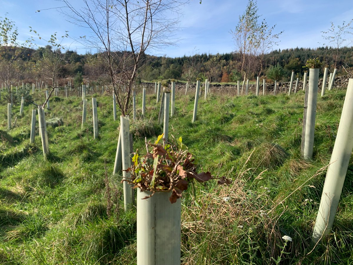 Today the @ForestryComm deer team go big ! We are doing three deer training events,we are in Norfolk,Durham and Cumbria.All three of us giving the same message.Which is in certain areas we have far too many deer and their impacts are having a negative impact on the landscape !