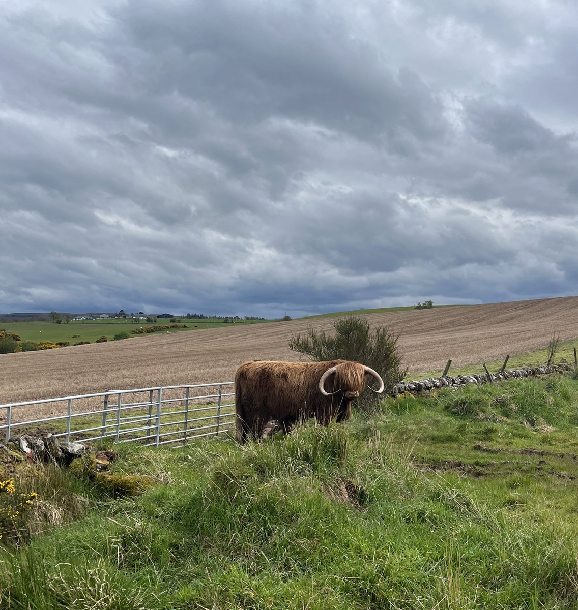 Pet cows/sheep are not field ornaments 

They need a lot of looking after… and good fencing

Wallace is pointing out the failure of the latter 🙈

His field is on the left of the gate 🙄

#arnbegfarmstayscotland #highlandcow
