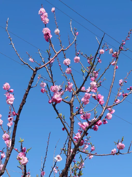 梅林が有名な公園に散歩に来たけど、まだ三分咲きしかしスモモは満開で野草観察ハイキング