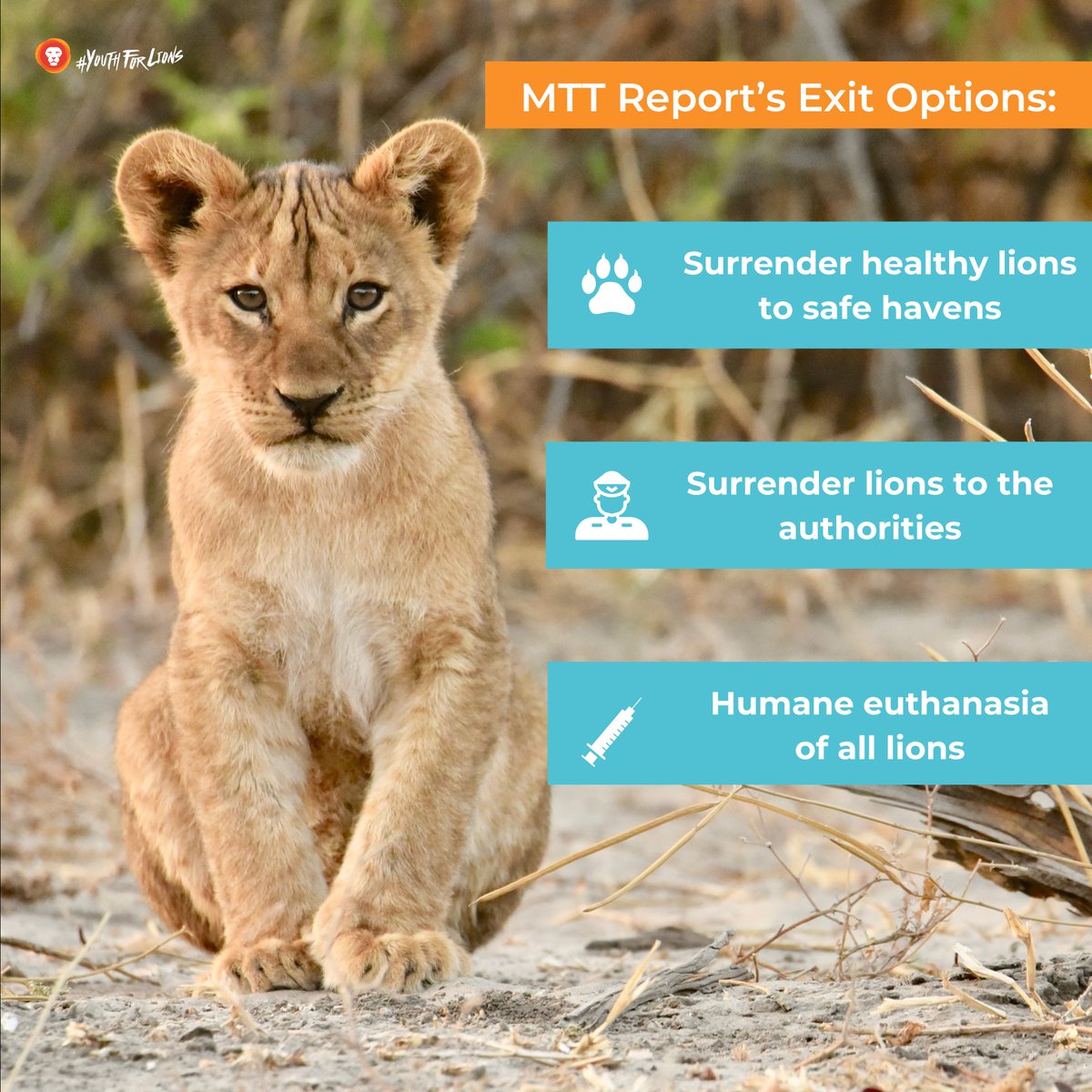 Lion owners who decide to exit the captive lion industry can choose between six exit options: - Surrender healthy lions to lion safe havens - Surrender lions to the authorities - Humane euthanasia of all lions and permanent exit from the industry bloodlions.org/about-the-brut…