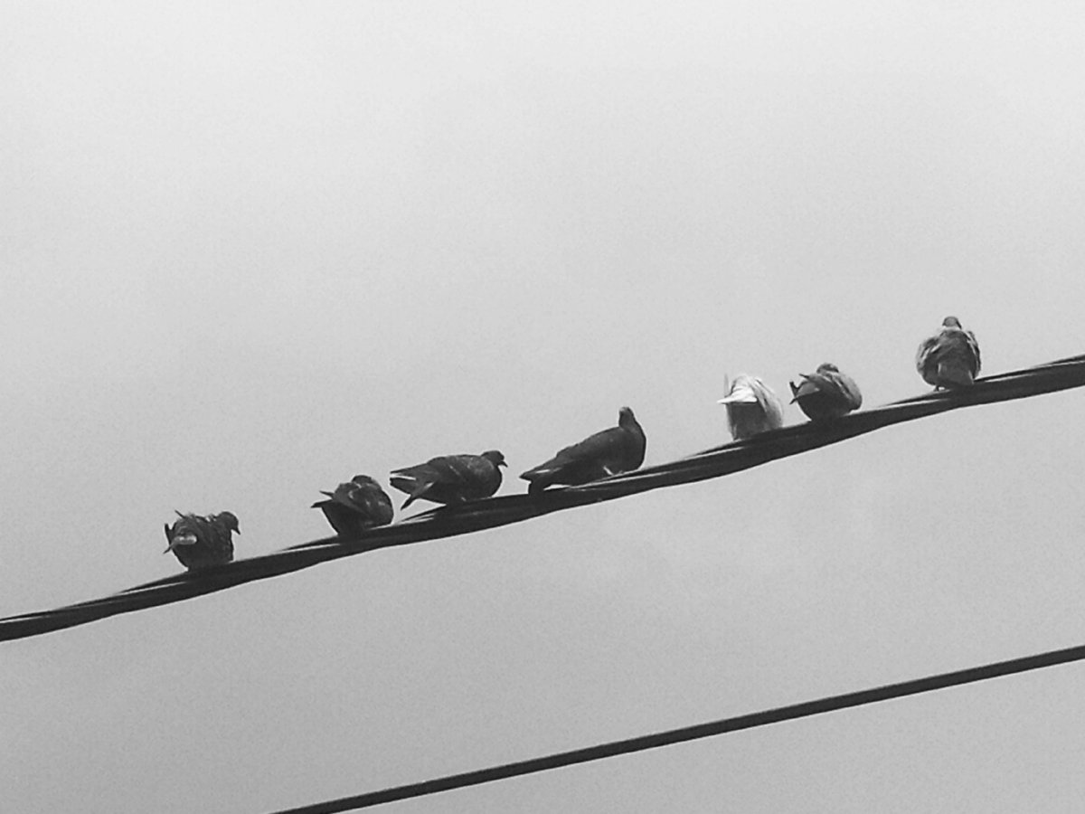 Simply_Jaz03's tweet photo. Friends...❤️The best of friends stay by your side at your worst
@EzuieQuotes #friendship #birds #animals #Birdland #friends #nature #natural #seasons #photographer #photography #photooftheday #picsart #street #pigeons #LabourDay #busy #fauna #AnimalsLover #bw #MONOCHROME https://t.co/RcRHzGNwhT