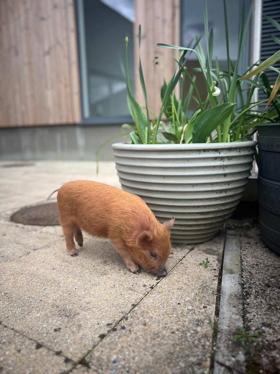 Aren't we lucky!? Animal therapy at @HPFT_NHS acute and PICU units. Such a therapeutic activity for all 🐽 #occupationaltherapy #mentalhealth @napicu @SallyJudges @carolinefinch19 @EKBoyce @NUZHAT_Monica @karberry1211