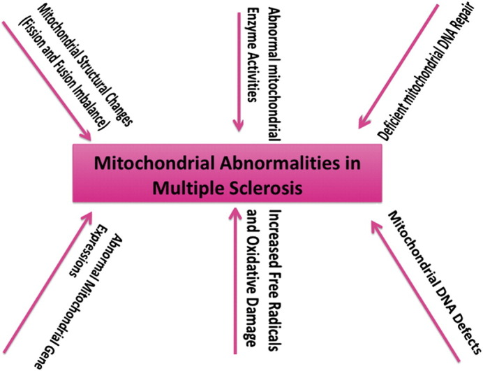 Abnormalities in the mitochondria of both neural and immune cells may contribute to the pathogenesis of progressive MS. ncbi.nlm.nih.gov/pmc/articles/P…