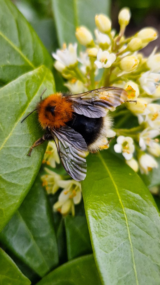 Most popular plant in the garden right now - Skimmia. I got several different sorts and they are filled with bees 🐝🐝🐝 And the scent is beyond 😍 #flowers #gardening