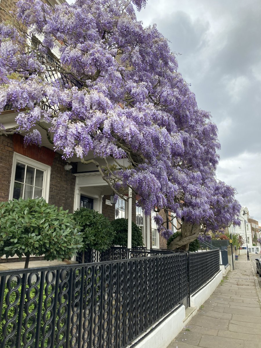 I see we're going full wisteria on here. Love this flouncy one in posh west London.