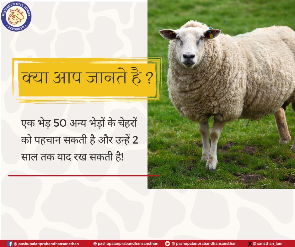 #animalhusbandry #rajasthan #gopalan #trainingacademy #products #training #products #intrestingfactsinhindi #followuson 

for interesting and more -
follow us on facebook : facebook.com/pashupalanprab…

follow us on instagram : instagram.com/pashupalanprab…