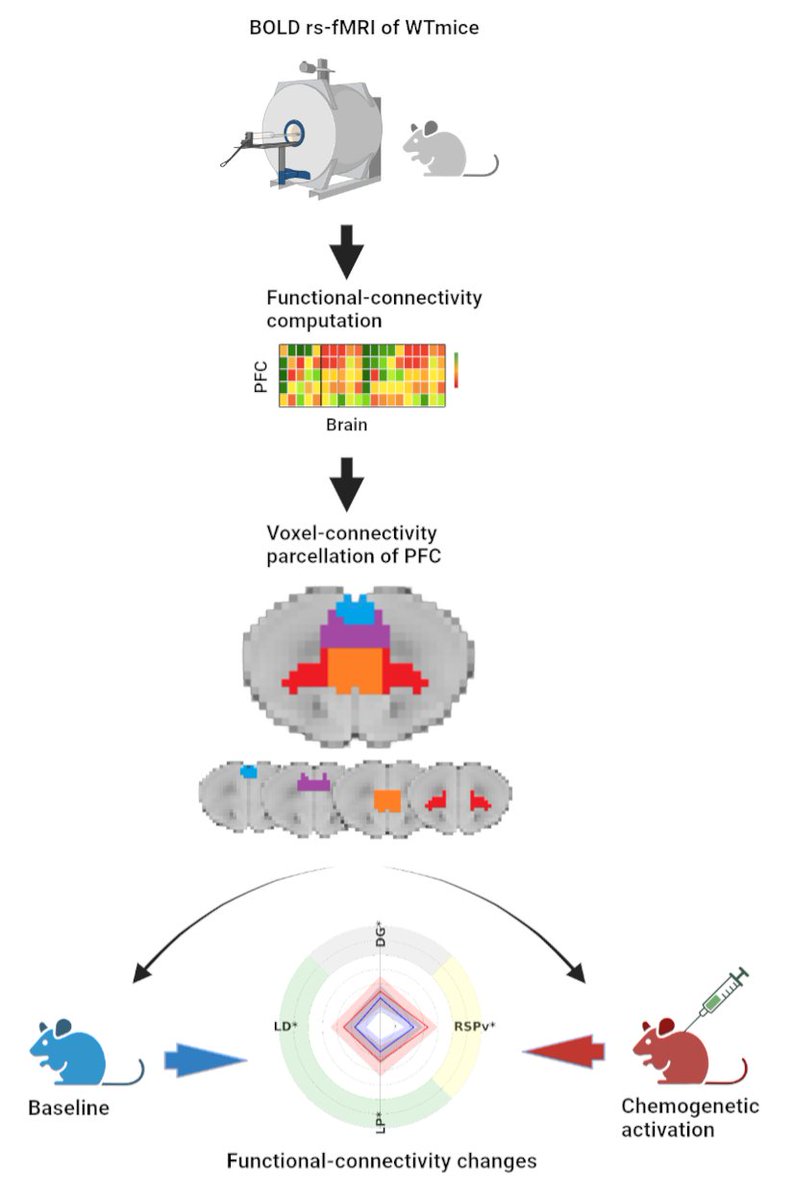 🧠🧑‍💻New preprint from the lab🐭🧲: 'Functional-based parcellation of the mouse prefrontal cortex for network perturbation analysis'. We combined fMRI, chemogenetics and machine learning techniques 
to pinpoint distinct functional networks within mice PFC.
biorxiv.org/content/10.110…
