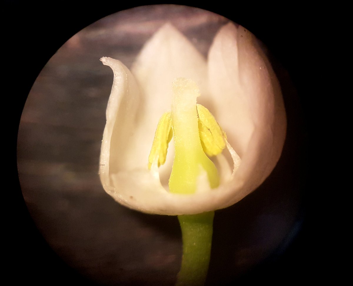 Dissection du jour : le muguet évidemment ! vivelessvt.com/au-jour-le-jou…