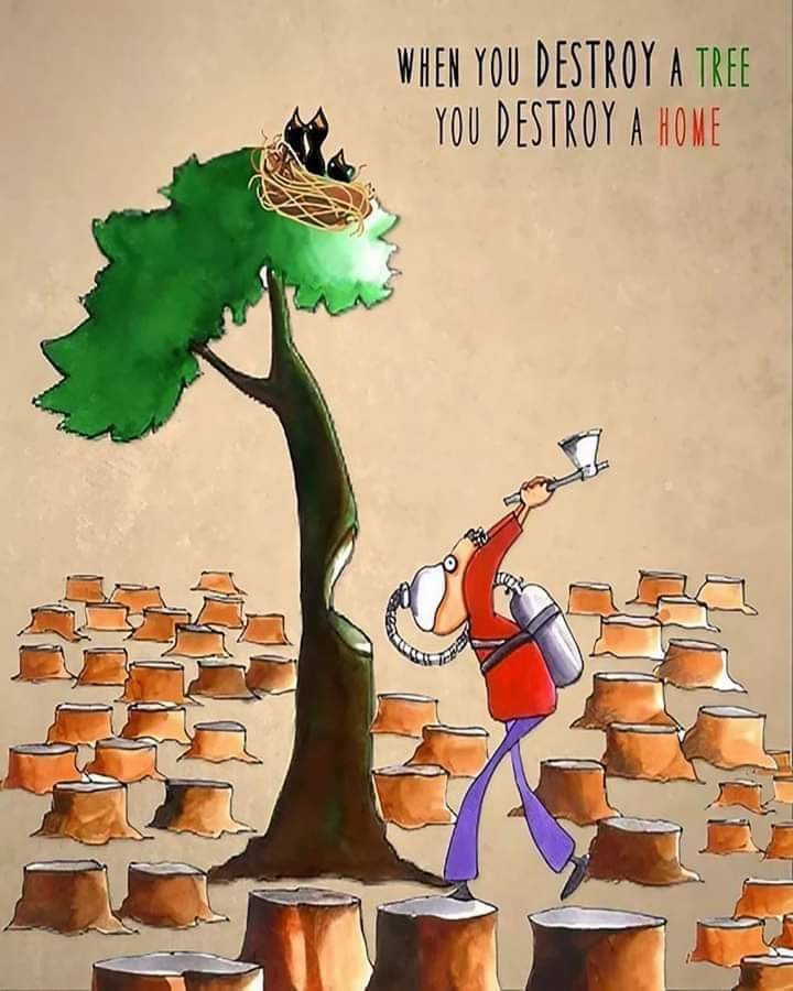 آپ درخت نہیں آکسیجن کاٹتے ہیں، اور پرندوں کی زندگی ختم کرتے ہیں۔ احتیاط کیجیے۔🥀 #BayernRealMadrid #LabourDay