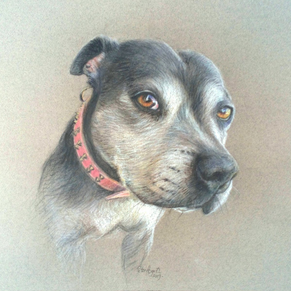 A portrait of a beautiful Staffordshire Bull Terrier to bring you a smile today.  I was commissioned to paint this gentle soul in 2019. -soft pastels on Canson Mi Teintes paper 😊.