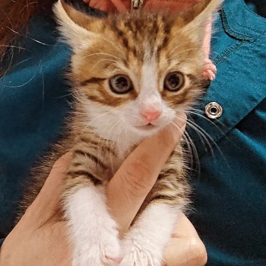 Gats del Carrer - 'Gatos de la Calle' 15 h · Soy un bebe lloron, me encontraron ayer bajón la lluvia, y lo que más quiero en esta vida es estar en brazos de quien sea pero en brazos. Me adoptas? 651 62 63 46 whatsapp Barcelona-España