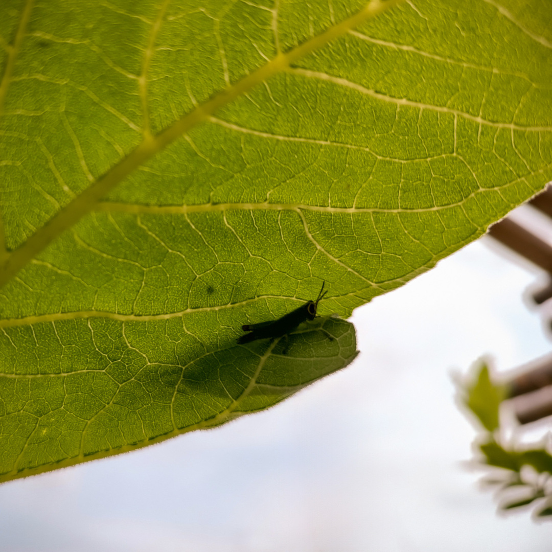 ilokano's tweet photo. Noon time in mother's roof garden: Who needs an umbrella when you have a perfectly good leaf?

#NaturalShade #BeLeafInYourself #ExtremeHeatWarning https://t.co/QmS5NqCi9k https://t.co/SIsNqJxTOV