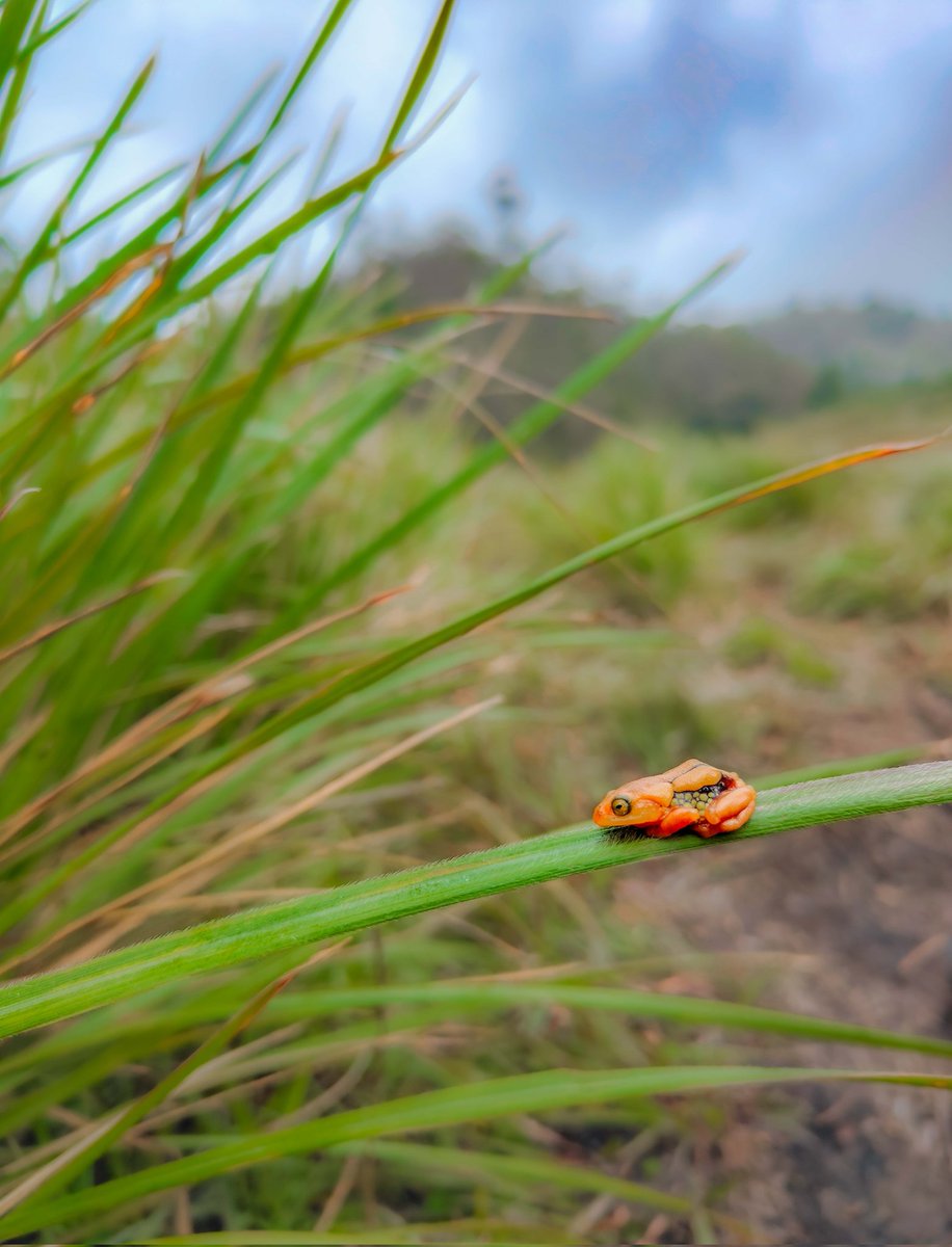 A thumb nail sized frog called Resplendent Shrub Frog. #MobilePhotography @Discovery