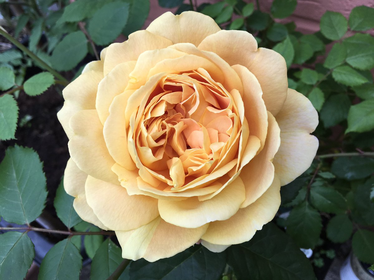 My archive #GoldenCelebration bred by the fabulous @DAustinRoses for #RoseWednesday