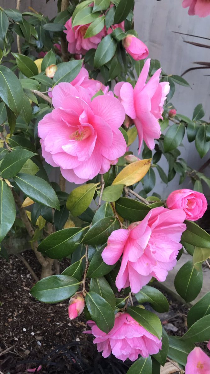 Morning 🌸….. Halfway through the week already…. HAPPY DAYS!!! 🙂 #GardeningX #Camellia #MyGarden #FoodForTheSoul #PositiveVibesOnly