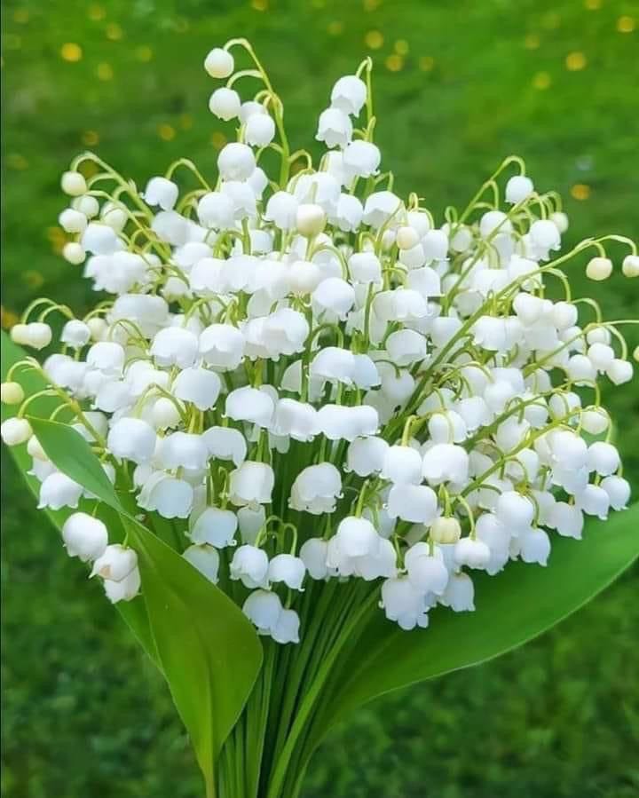 Lilly of the Valley to wish you luck and prosperità🍀