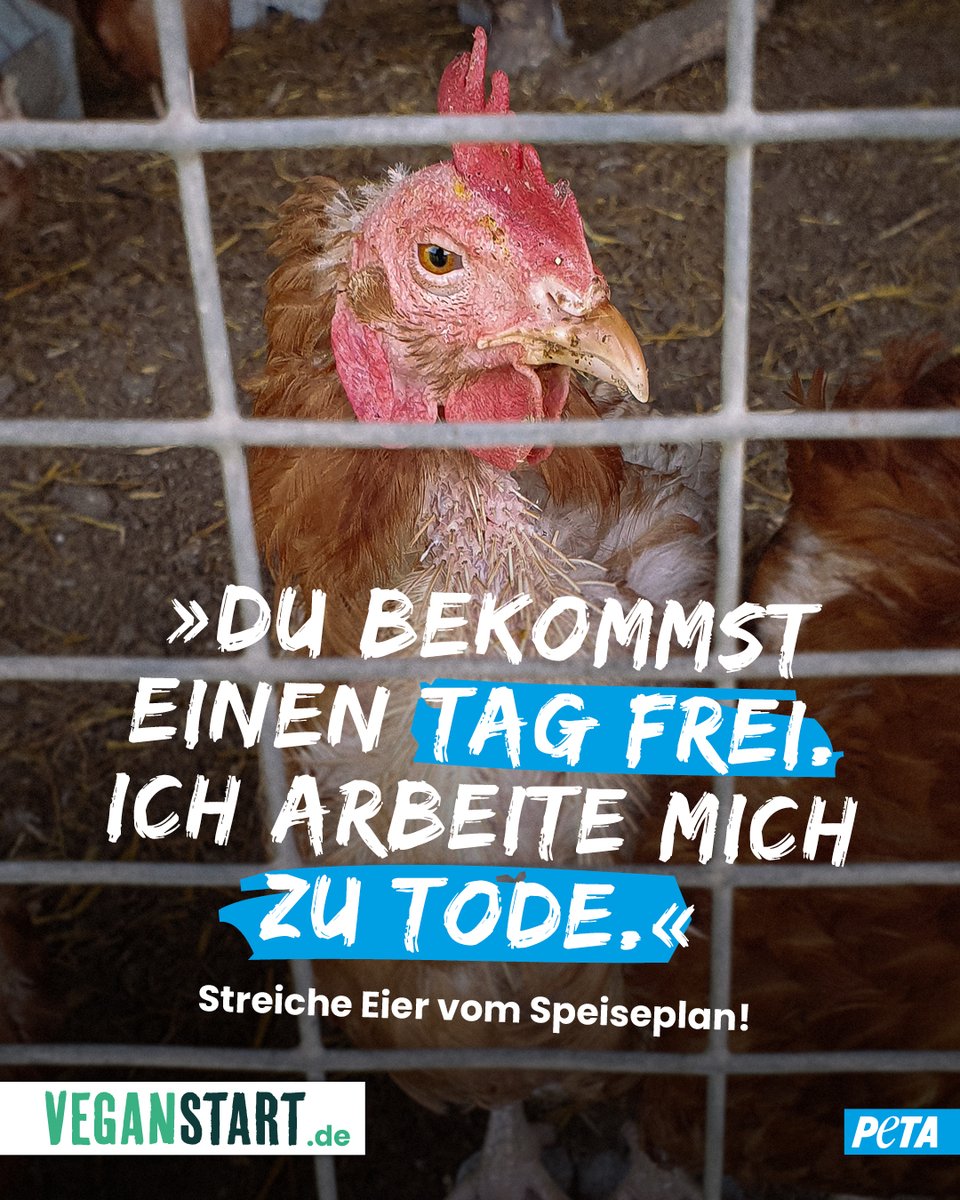 Fakt ist: #Hühner in der Eierindustrie bekommen nicht einmal einen Tag frei, wenn sie krank sind – geschweige denn einen Feiertag, um sich auszuruhen oder etwas zu tun, was ihnen Spaß macht, wie bspw. ein Staubbad zu nehmen. 💔 Entscheidet euch für vegane Eialternativen! 🙏