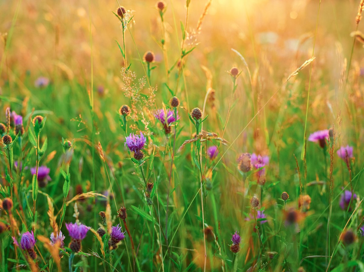 #Volunteering Opportunity | Conservation Breeding Unit Horticulturalist 🌿 We're seeking a part-time volunteer to help support the Conservation Breeding Unit over the bird breeding season, while core staff members are field based. Find out more: ow.ly/lPEb50RqYUO