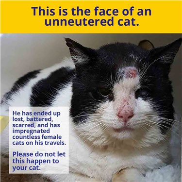 TNR (Trap, Neuter, Release/Rehome) is the only humane solution to the current cat homelessness