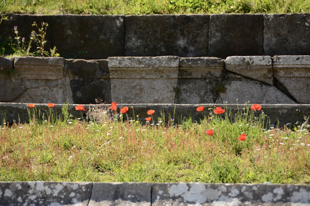 pompei79 tweet picture