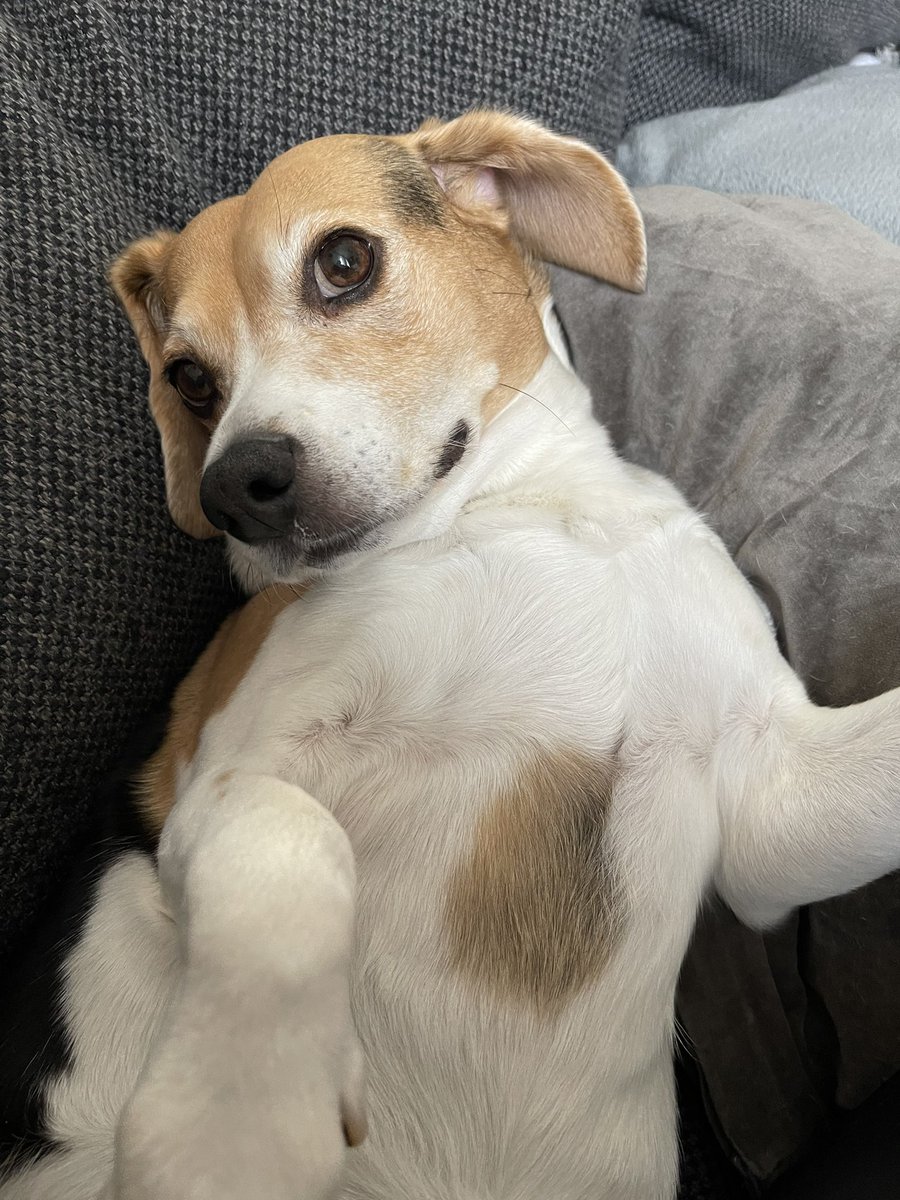 🎁🎉🎁🎉🎁Happy 8th Birthday to our sweetheart Mia. So glad you found us seven yrs ago. 🥳🥳🥳🥳🥳❤️❤️❤️❤️