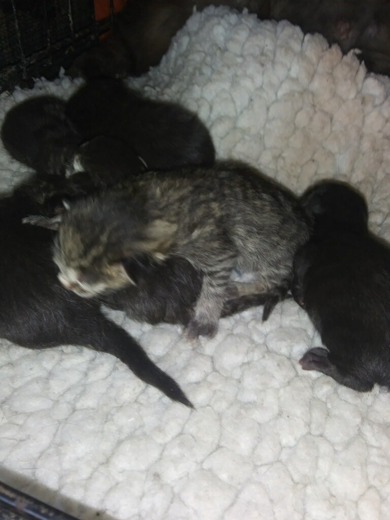 Life and death go hand in hand don’t they?.. on a day that we lost one beloved animal, six more came into the world. Good job momma. You and your babies are safe now 🥰