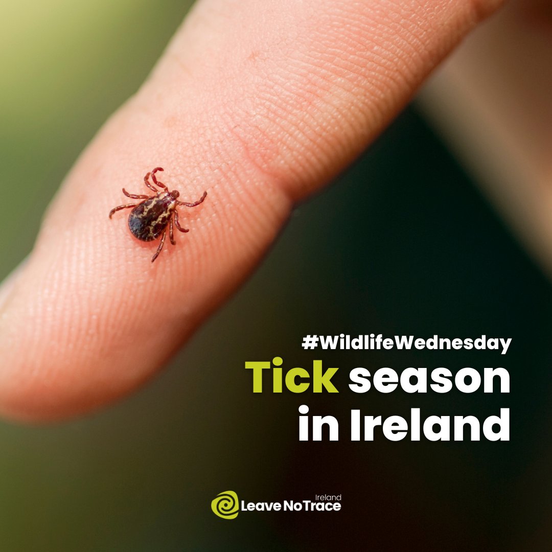 It's tick season! From April to October, keep a keen eye out for these tiny creatures ⛑️ Our #SimpleAction for today is to read the below info from the HSE on ticks and Lyme disease so you can #PlanAheadAndPrepare appropriately! 💚 www2.hse.ie/conditions/lym… #LeaveNoTrace