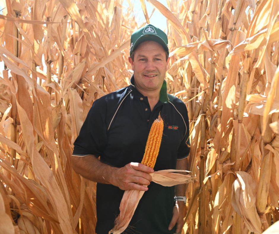 Pioneer Seeds - Australia tweet media