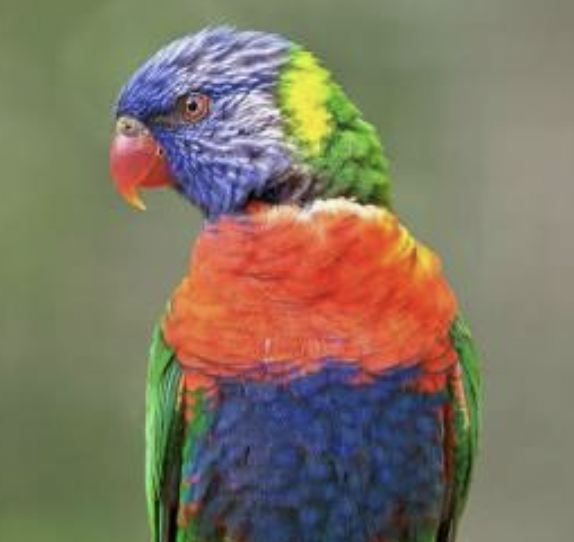 At Auckland's Victoria Park the rainbow lorikeets have a new bird call - its exactly the same as the Uber scooter alarm call