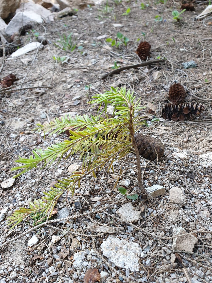 Şu küçük yavru #hangitür acaba? 
Ladin mi, köknar mı, karaçam mı, sarıçam mı ? 

#SağlıkİçinOrman #TwitterNatureCommunity #wildcamping #hiking #outdoor #nature #birdwatching #backpacking #trekking #camping #