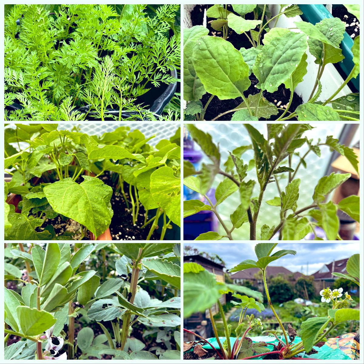 This weather is difficult for veggie growing. All over the place. Runner,  Borlotti & French 🫘 desperate to go out, growing fast #peatfree inside. Tomatoes too but nights still chilly. Cavalo Nero def. going out today. Meanwhile #strawberries in flower & baby beans on the Broads
