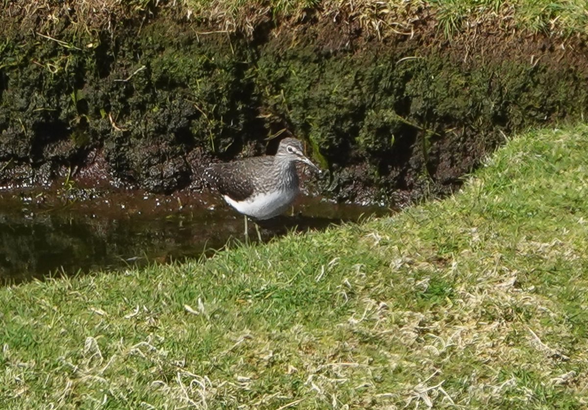 Only the fourth spring record for Green Sandpiper on #StKilda on 28th April over in Gleann Mor. Also only the second April record for the Outer Hebrides! @HebridesBirds @BirdGuides