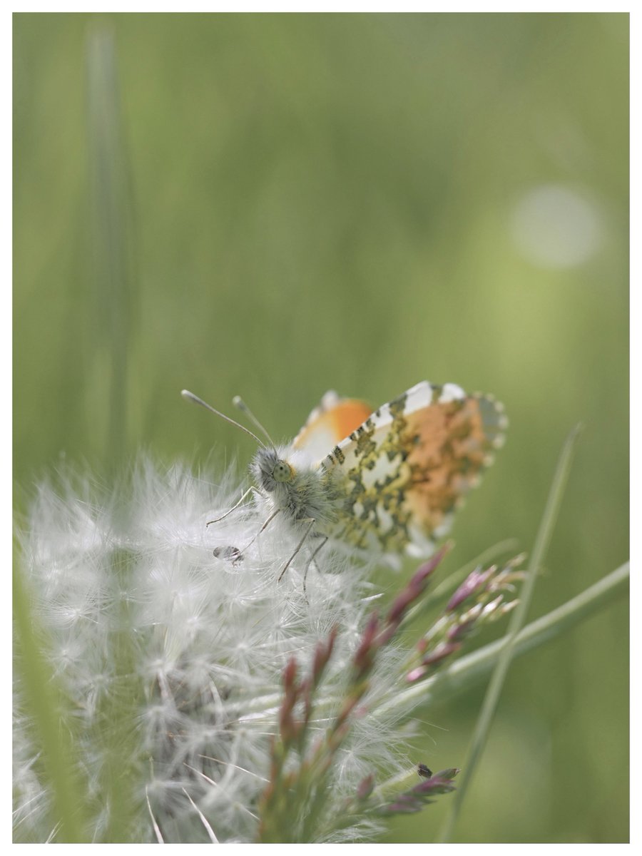 Finally caught up with a male Orange tip this week. #WildWebsWednesday