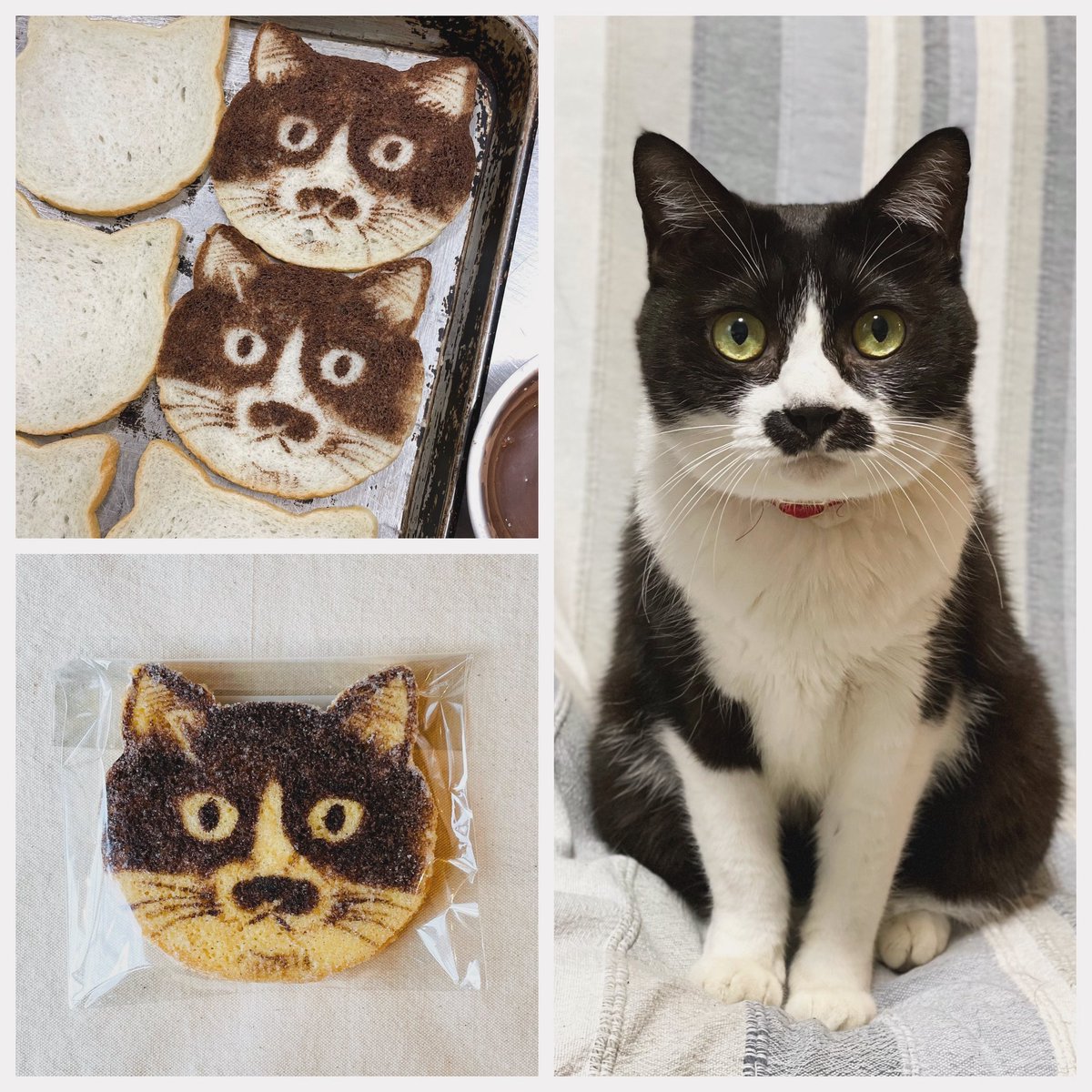 ネコちゃんラスク😺 #catandbakes9456 #キャットアンドベイクスグシコロ #チョッチュ具志コロペッペ