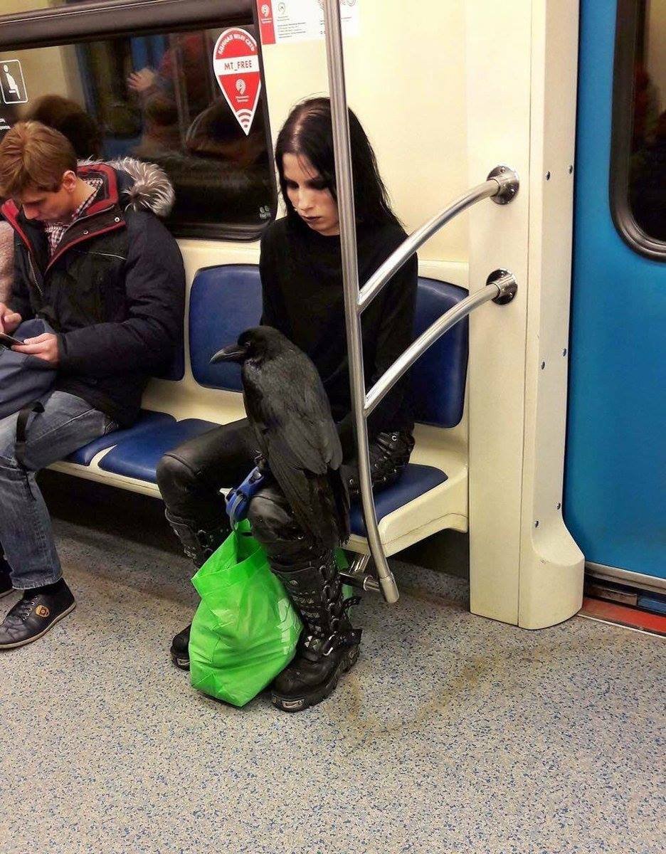 There's Goth, and there's 'dejectedly riding on subway train with my pet raven' Goth.