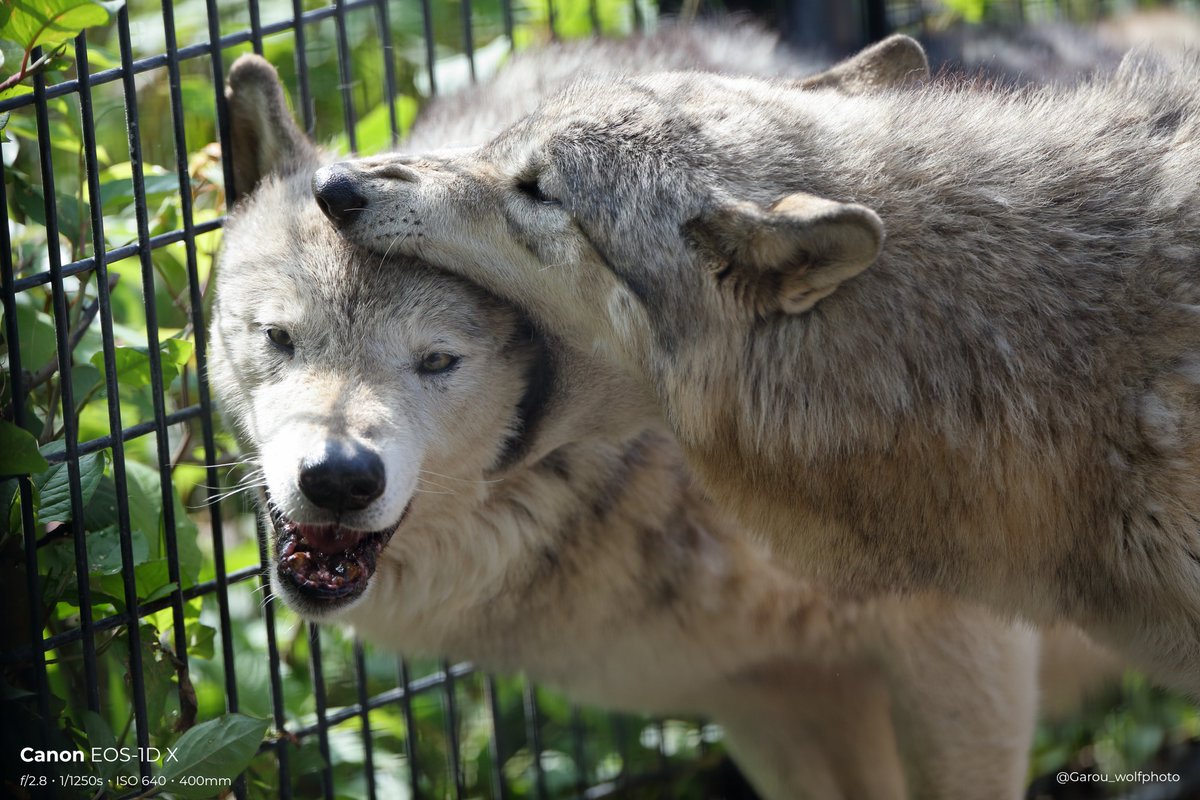 ショウもいい顔してる