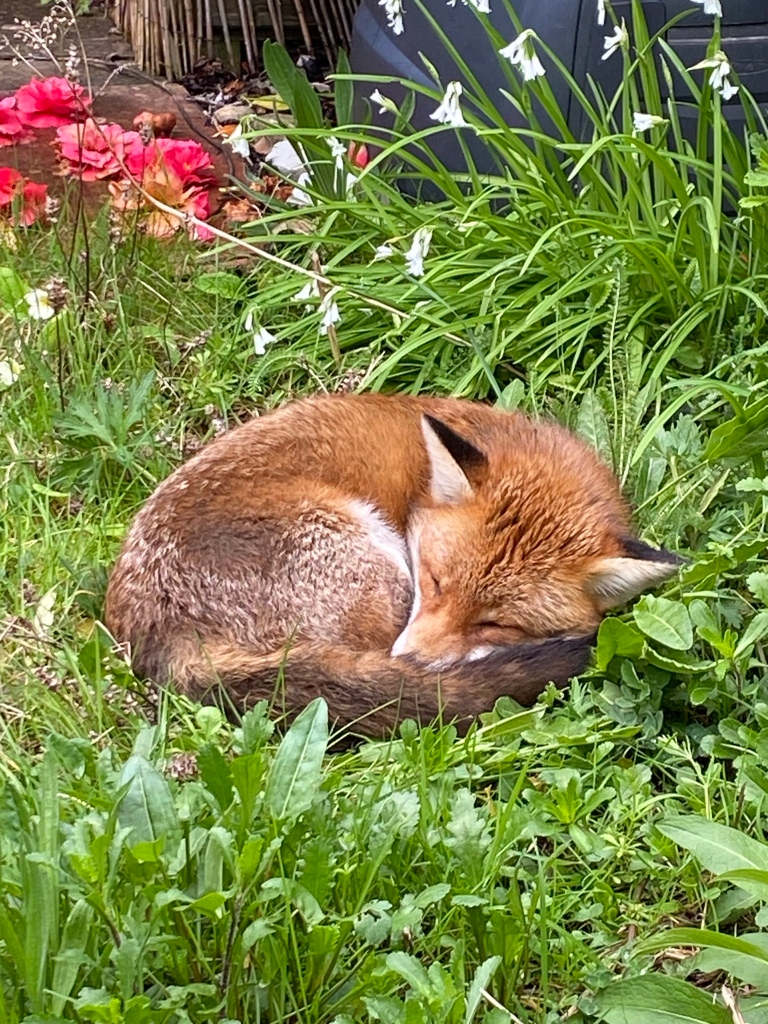 Good morning , another blissful #FoxOfTheDay for you ! Shared by @sarah8mo
