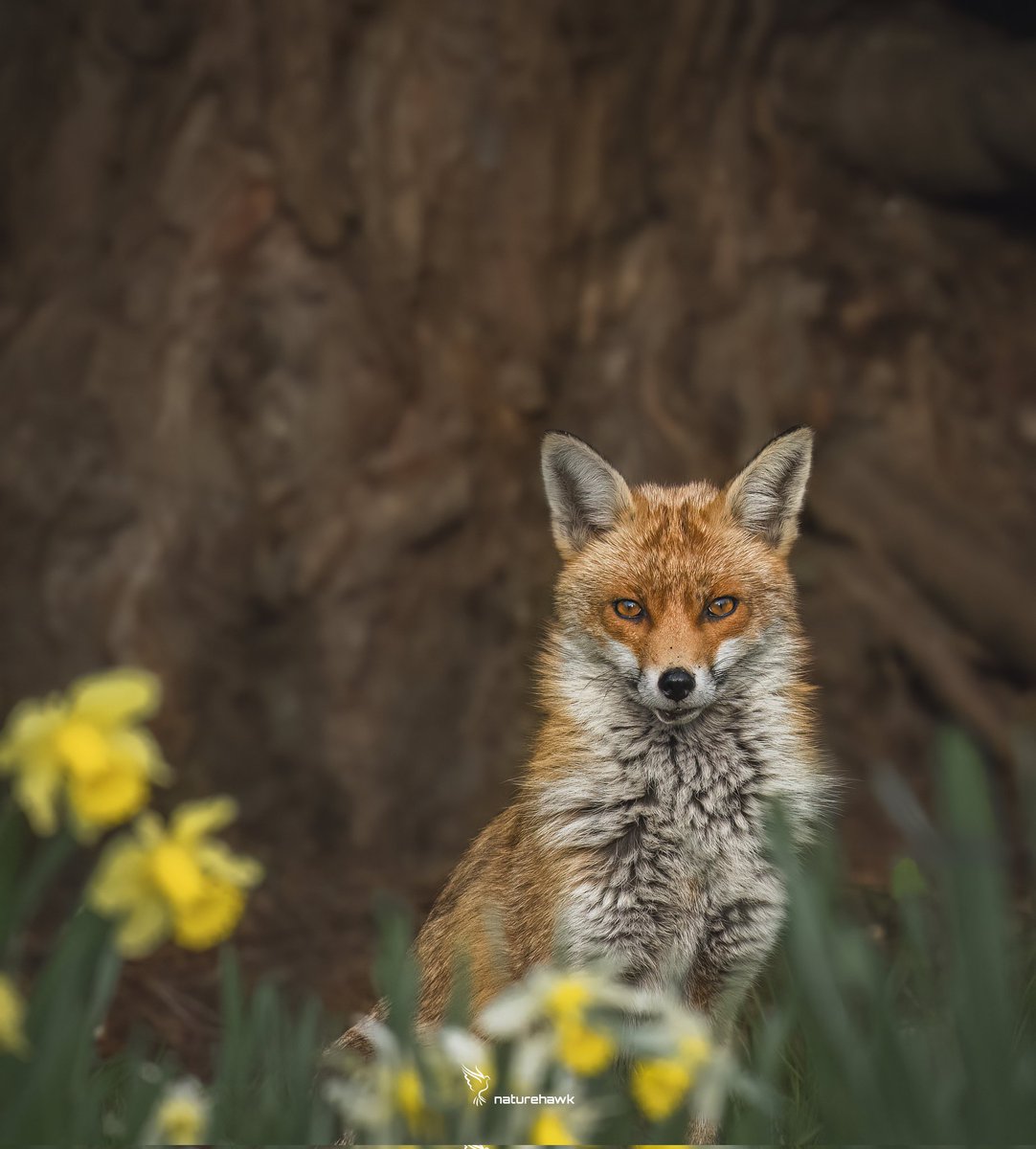 My beautiful friend...

Are we doing & saying enough to put pressure on the authorities to finally stop the continuation of illegal hunting & persecution of our precious Foxes?

@NikonEurope Z8 & 500mm pf f5.6 

#FoxOfTheDay @UKNikon @BBCEarth