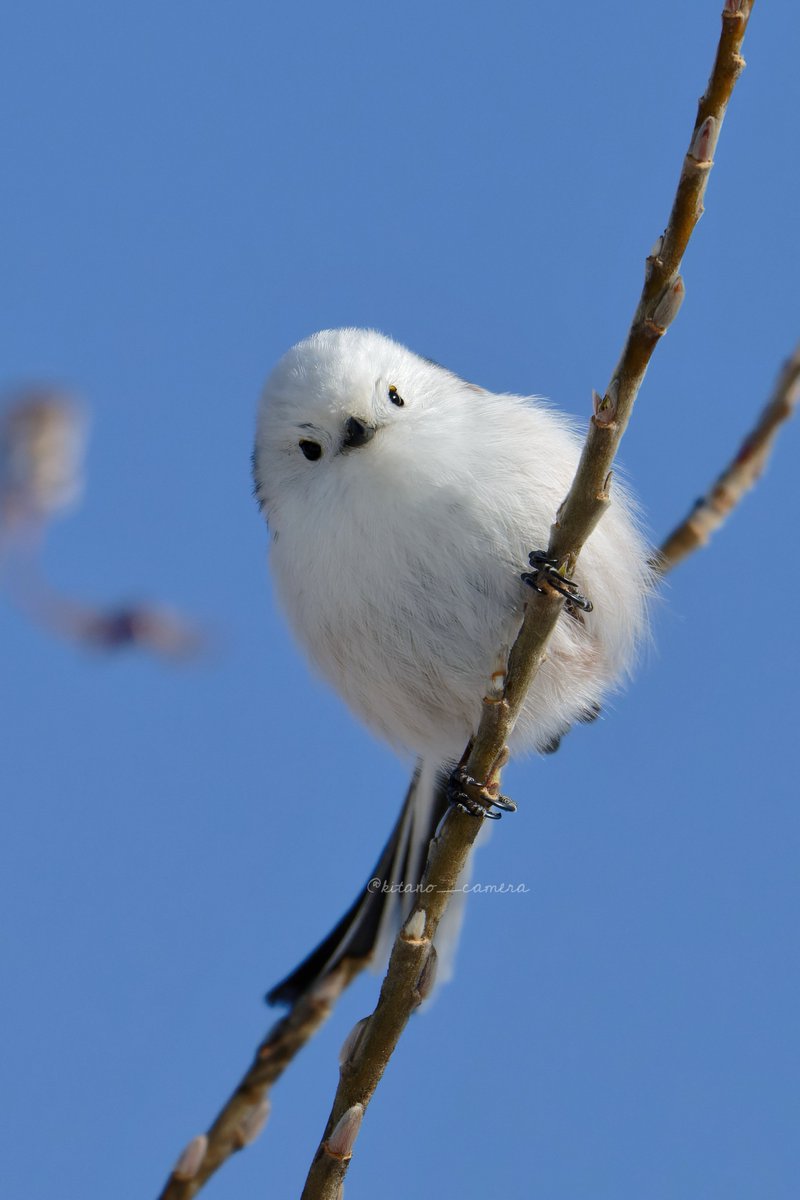 何かを考えてそうなシマエナガ
何を考えてるかぜひコメントください✨