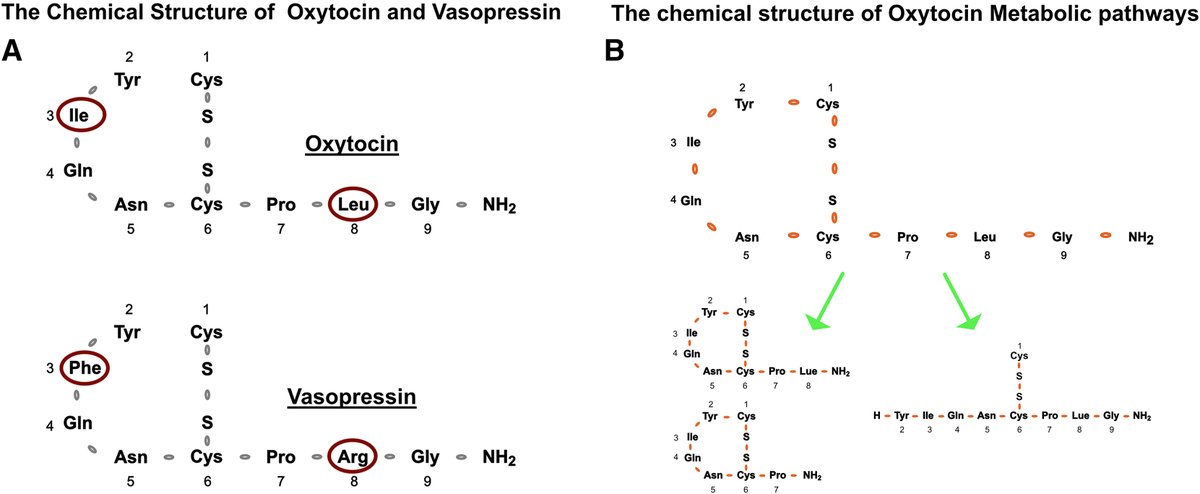 AJOG Expert Review in Labor:  The physiology and pharmacology of oxytocin in labor and in the peripartum period - Chemical structure of oxytocin, vasopressin and oxytocin metabolites ow.ly/l6Nf50RtjYg
