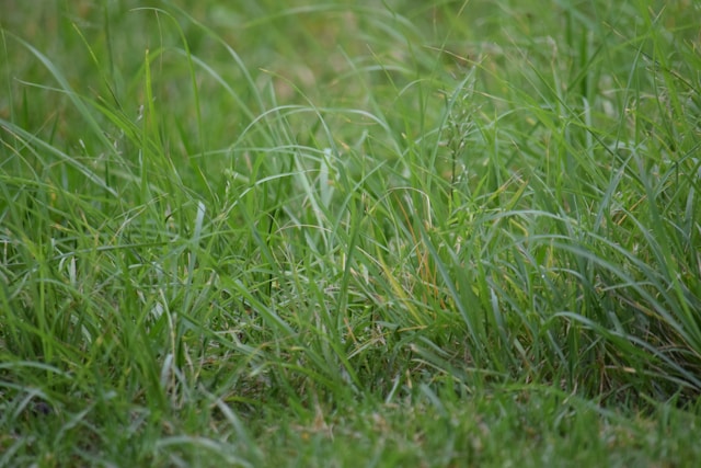 Happy #NoMowMay! This month, don't mow your grass and let it grow to support wildlife. 🦋🐛 You can find out more about nature friendly growing in our #PlantAndShare resource 🌼 fflgettogethers.org/media/yprpyvad…